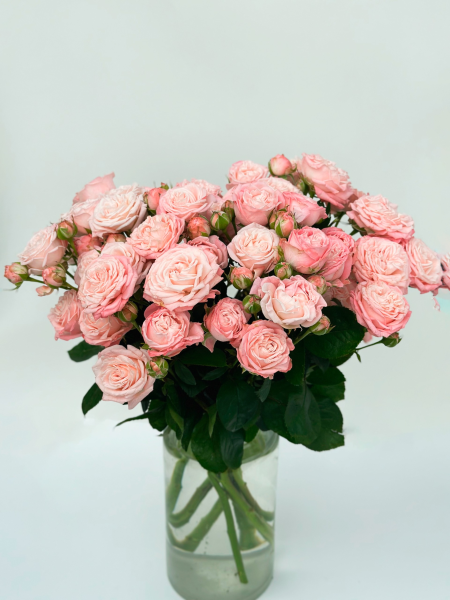 Роза кустовая пионовидная (розовая)